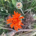 Crepis aurea Çiçek
