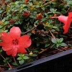 Rhododendron rubineiflorum