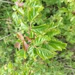 Toxicodendron diversilobum Hoja