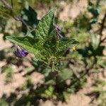 Solanum dulcamaraLevél