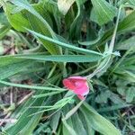 Lathyrus cicera Floare
