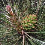 Pinus bungeana Beste bat