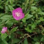 Oenothera rosea Blatt