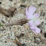 Silene sericea Virág