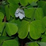 Oxalis montana List