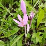 Colchicum multiflorum花