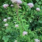 Eupatorium cannabinumFlower