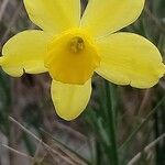 Narcissus assoanus Květ