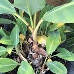 Musella lasiocarpa Hábito