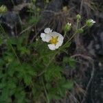 Drymocallis rupestris Květ