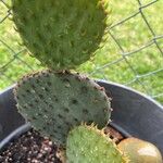 Opuntia aciculata Ліст