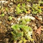 Trifolium cherleri Kvet