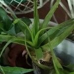 Tillandsia utriculata برگ