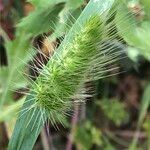 Cynosurus echinatus Flower