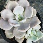 Echeveria laui ഇല