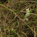 Commelina nigritana Habitat