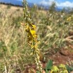 Crotalaria pallida Квітка