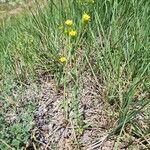 Linum strictum Habit
