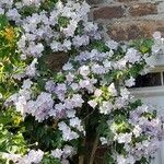 Abutilon vitifolium Flor