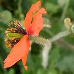 Papaver pinnatifidum 花