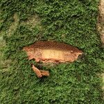 Pachylobus pubescens Ŝelo