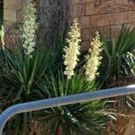 Yucca gloriosaKwiat