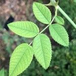 Rosa corymbifera Fuelha