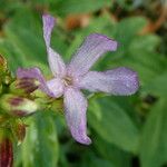 Saponaria officinalis Fula