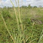 Tripsacum dactyloides Habit