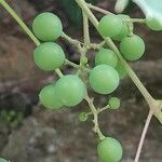 Vitis aestivalis Fruit