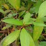 Melastoma malabathricum Leaf