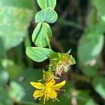 Hypericum tetrapterum Цветок