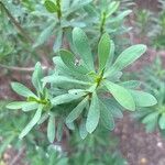 Euphorbia balsamifera Leaf