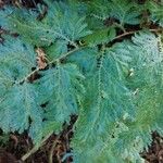 Selaginella willdenowii Лист