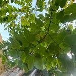 Bauhinia decandra Hoja
