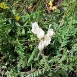 Oxytropis campestris Fula