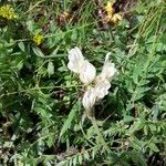 Oxytropis campestris Fiore