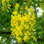 Laburnum anagyroides Fleur