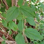 Philadelphus tomentosus पत्ता