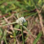 Cyperus niveus Λουλούδι