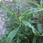 Amaranthus muricatus Flor