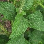 Stachytarpheta mutabilis पत्ता