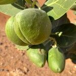 Calotropis procera फल
