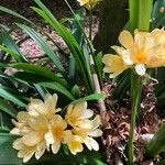 Clivia miniata फूल