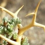 Adesmia horrida Annet