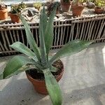 Agave americana Celota