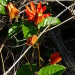 Passiflora coccinea Folla