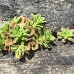 Sedum cepaea Лист