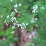 Galium sylvaticum Flor