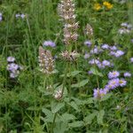 Agastache urticifolia Habitus